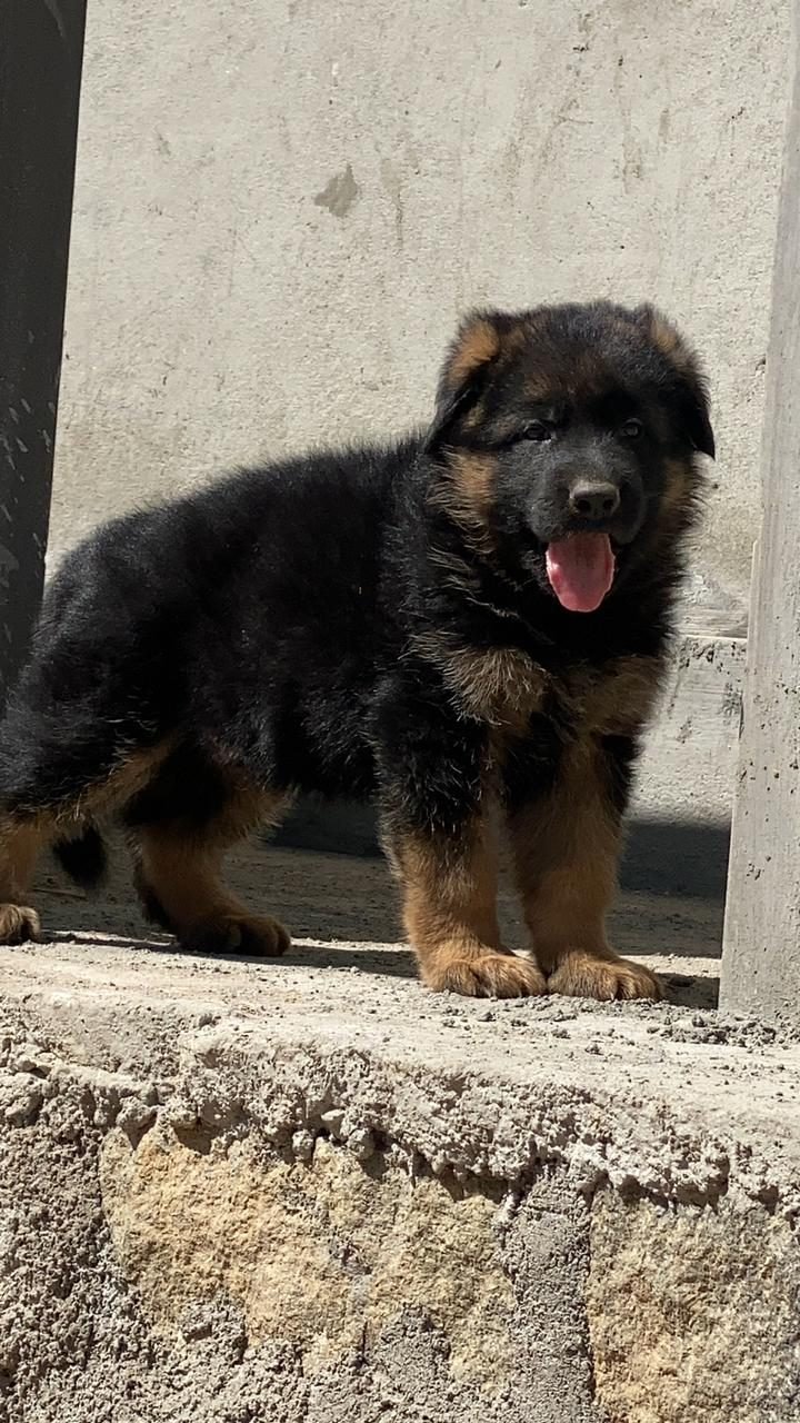 German Shepherd puppy outdoors
